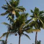 image11